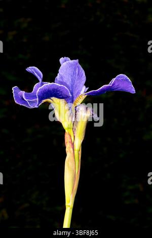 Gros plan de la fleur de l'iris drapeau sibérien, Iris sibirica 'Silver Edge' sur un fond noir. Banque D'Images