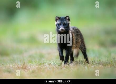 Raton laveur commun ( Nyctereutes viverrinus ) Banque D'Images