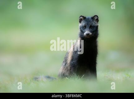 Raton laveur commun ( Nyctereutes viverrinus ) Banque D'Images