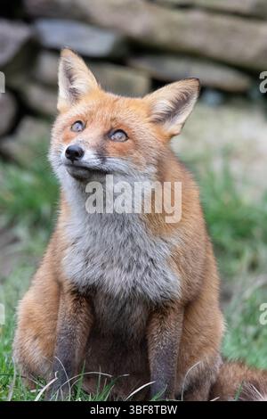 Renard roux Banque D'Images
