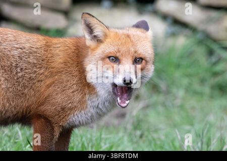 Renard roux Banque D'Images