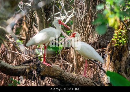 Paire d'Ibises blanches sur une branche, observation des oiseaux à Loop Road route pittoresque dans le parc national des Everglades, faune de Floride Banque D'Images