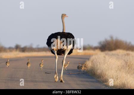 Autruches sud-africaines (Struthio camelus australis), mâle adulte avec un groupe de plusieurs poussins marchant sur la route asphaltée, lumière du matin, parc national Kruger, Banque D'Images