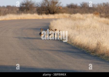 Autruches sud-africaines (Struthio camelus australis), groupe de plusieurs poussins marchant sur la route, un oiseau volant au-dessus d'eux, lumière du matin, Kruger NP, Banque D'Images
