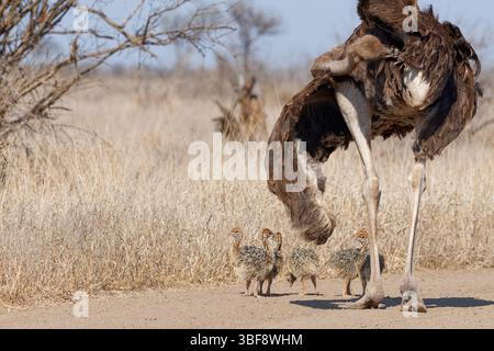 Autruches sud-africaines (Struthio camelus australis), groupe de plusieurs poussins, debout sur la route, à côté de leur mère se toilettant elle-même, Kruger NP, Banque D'Images