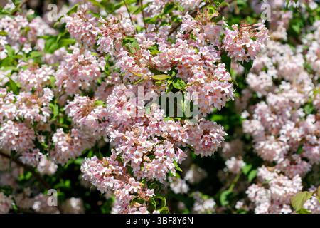 Gros plan d'un buisson Deutzia en pleine floraison, avec des grappes de fleurs rose clair et des feuilles vertes sur un fond flou. Banque D'Images