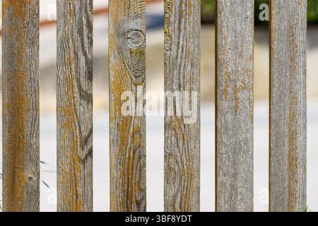 Gros plan d'une clôture en bois altérée avec des algues jaune-orange, montrant des planches verticales et du grain. Banque D'Images