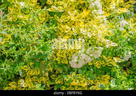 Gros plan d'un buisson avec des feuilles vertes et jaunes et des grappes de fleurs blanches, remplissant le cadre de feuillage dense. Banque D'Images