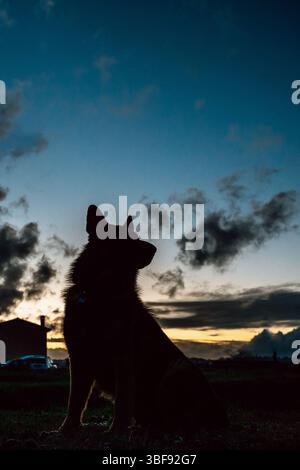 Scène silhouettée de chien assis contre un ciel de coucher de soleil dramatique. L'image capture un moment intime dans un cadre naturel, créant un conn émotionnel Banque D'Images