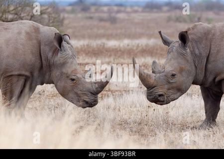 Rhinocéros blancs du Sud (Ceratotherium simum simum), deux mâles adultes debout dans de l’herbe sèche, face à face, Parc national Kruger, Afrique du Sud, Banque D'Images
