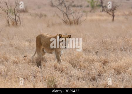 Lion africain (Panthera leo melanochaita), lionne, femelle adulte marchant dans l'herbe sèche, savane, Parc national Kruger, Afrique du Sud, Afrique Banque D'Images