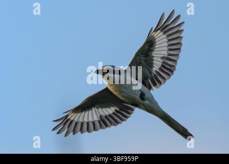 30 mai 2025, Brandebourg, Seelow : une grande peste grise (Lanius excubitor). Photo : Patrick Pleul/dpa Banque D'Images