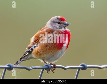 30 mai 2025, Brandebourg, Seelow : un linnet (Linaria cannabina). Photo : Patrick Pleul/dpa Banque D'Images