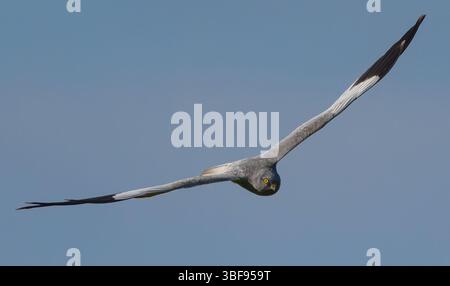 30 mai 2025, Brandebourg, Seelow : un harrier de Montagu, ici un mâle (Circus pygargus). En Allemagne, le harrier de Montagu est très menacé. Leurs aires de reproduction originelles, comme les landes et les milieux humides, ont considérablement diminué ces dernières années. En conséquence, les oiseaux nicheurs au sol se déplacent de plus en plus vers les zones agricoles. Cela nécessite des mesures de protection spéciales de la part des humains. Le harrier de Montagu est sur la liste rouge comme étant en danger critique d'extinction. Photo : Patrick Pleul/dpa Banque D'Images