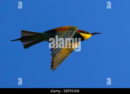 30 mai 2025, Brandenburg, Seelow : un mangeur d'abeilles (Merops apiaster). Les oiseaux colorés sont retournés dans leurs aires de reproduction de leurs aires d'hivernage en Afrique. Les mangeurs d'abeilles sont incomparables parmi les oiseaux indigènes en raison de leur plumage coloré. Ils aiment la chaleur et sont donc considérés comme bénéficiant du changement climatique. Photo : Patrick Pleul/dpa Banque D'Images