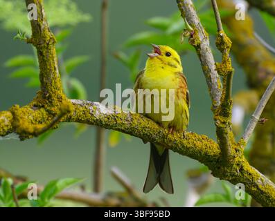 30 mai 2025, Brandebourg, Seelow : Emberiza citrinella. Photo : Patrick Pleul/dpa Banque D'Images