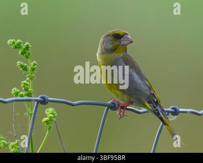30 mai 2025, Brandenburg, Seelow : un greenfinch (Chloris chloris). Photo : Patrick Pleul/dpa Banque D'Images