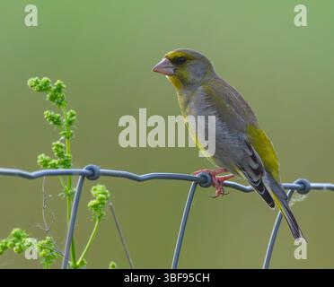 30 mai 2025, Brandenburg, Seelow : un greenfinch (Chloris chloris). Photo : Patrick Pleul/dpa Banque D'Images