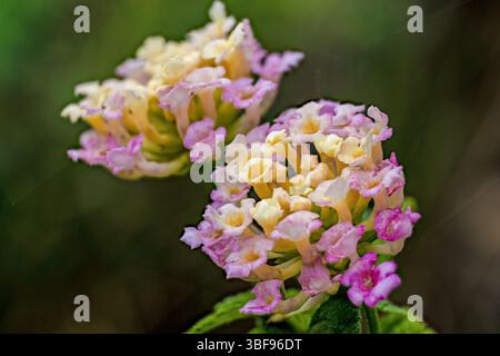 Grappes de fleurs de Lantana en pleine floraison, macrophotographie empilée mise au point capturée dans un jardin dans les montagnes andines orientales du centre de la Colombie Banque D'Images