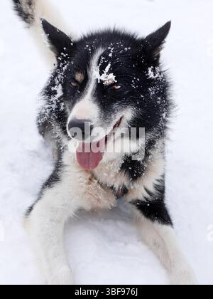 Un adorable chien Husky sibérien noir blanc et moelleux assis allongé, détendez-vous sur la neige blanche et froide de l'hiver à Arctic Circle Lap Land, animal Mammal Life Banque D'Images