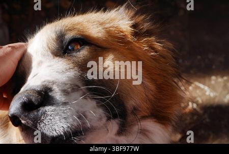 Gros plan Portrait d'Un œil plaidant Moscou chien de garde, grand chien de garde croise entre le Saint Bernard et le berger caucasien, chien animaux vie Banque D'Images