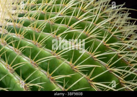 Cactus de tonneau doré, parc du Centenaire, Ontario, Canada Kroenleinia grusonii le cactus de tonneau doré est rare et de nature endangeredÑpotentially régionale extinctÑin. Il est originaire des états mexicains de QuerŽtaro et Hidalgo, en particulier près de Mesa de le—n Banque D'Images