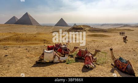 Chameaux reposant sur le plateau de Gizeh, le Caire, Egypte. Les pyramides au loin. Le plateau de Gizeh est un plateau calcaire à Gizeh, en Égypte, principalement connu pour être le site du complexe pyramidal de Gizeh de la quatrième dynastie, qui comprend la Grande Pyramide, le Sphinx et d'autres structures anciennes. C'est un site classé au patrimoine mondial de l'UNESCO et une destination touristique majeure Banque D'Images