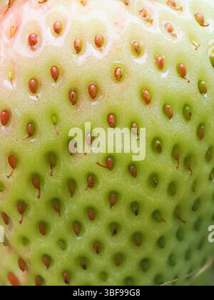 Gros plan de fraise verte non mûre (Fragaria × ananassa) montrant des graines. Plan macro détaillé de la surface de la texture des fruits frais. Agriculture biologique Banque D'Images