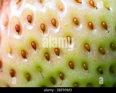 Gros plan de fraise verte non mûre (Fragaria × ananassa) montrant des graines. Plan macro détaillé de la surface de la texture des fruits frais. Agriculture biologique Banque D'Images