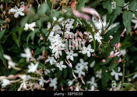 Gros plan sur de délicates petites fleurs blanches à cinq pétales et des bourgeons roses fleurissant au milieu de feuilles vert foncé. Banque D'Images