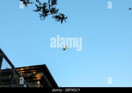 Un hélicoptère jaune vif est capturé à mi-vol contre un ciel bleu vaste et clair, avec les extrémités des branches d'arbres visibles au premier plan, convoyeurs Banque D'Images