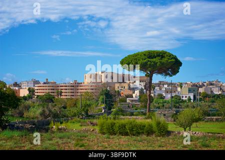 Près de Tricase, Pouilles du Sud, Italie. Un pin parasol distinctif au premier plan - une vue commune dans la région. Le pin de pierre, nom botanique Pinus pinea, également connu sous le nom de pin de pierre italien, pin de pierre méditerranéen, pin parapluie et pin parasol, est un arbre de la famille des pins (Pinaceae). L'arbre est originaire de la région méditerranéenne, Banque D'Images