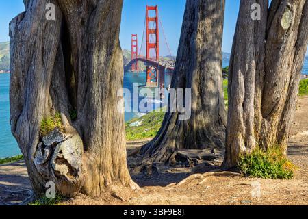 Des troncs d'arbres massifs encadrent une vue lointaine du Golden Gate Bridge sous un ciel bleu clair. Le rouge vif du pont contraste avec la tonne terreuse Banque D'Images