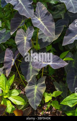 Grappe de feuilles foncées, veloutées, violet-noir avec des veines brillantes. Essence : Colocasia esculenta 'Black Magic' Banque D'Images