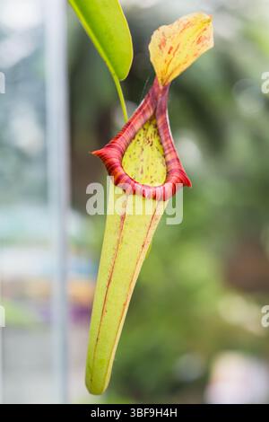Gros plan isolé de l'usine de pichet Nepenthes avec péristome rouge et intérieur tacheté. Banque D'Images