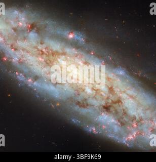 Cette image optimisée de Hubble montre la galaxie spirale NGC 3511, à 43 millions d’années-lumière dans le cratère de la constellation. Incliné à environ 70 degrés, il révèle à la fois sa structure et son disque dense. Les astronomes l'étudient dans le cadre d'une étude sur la formation des étoiles, en utilisant des filtres pour isoler la lumière des jeunes étoiles chaudes. Des nuages d'hydrogène rouge vif et des amas d'étoiles bleues marquent les régions actives de formation d'étoiles, aidant les chercheurs à cartographier les âges stellaires et à comprendre le cycle de vie des étoiles dans les galaxies voisines. Crédit : ESA/Hubble & NASA, D. Thilker Banque D'Images