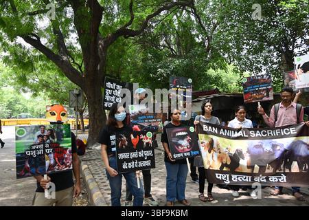 New Delhi, Inde. 31 mai 2025. NEW DELHI, INDE - MAI 31 : les membres du mouvement vegan Inde organisent une manifestation pour les droits des animaux, au Jantar Mantar, le 31 mai 2025 à New Delhi, Inde. (Photo de Arvind Yadav/Hindustan Times/Sipa USA ) crédit : Sipa USA/Alamy Live News Banque D'Images