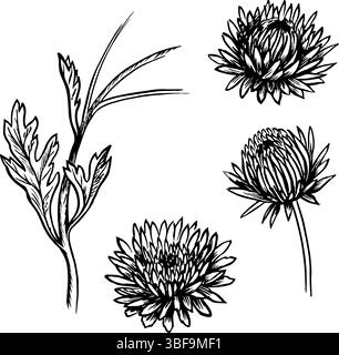Fleurs de chrysanthème. Ensemble de graphiques vectoriels. Illustration dessinée à la main en noir et blanc. Sur fond blanc. Idéal pour les autocollants, les bannières, les affiches Illustration de Vecteur