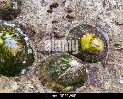 Limpettes marines accrochées à la surface rocheuse côtière – détails macro Banque D'Images
