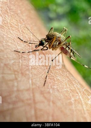Plan macro de moustique sucant du sang humain Banque D'Images