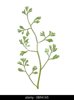 Fumaria densiflora - Fumaria densiflora à fleurs denses Banque D'Images