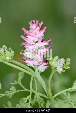 Fumaria densiflora - Fumaria densiflora à fleurs denses Banque D'Images