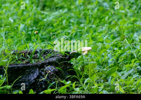 Une scène de forêt sereine avec une souche couverte de mousse entourée d'herbe verte luxuriante et de fleurs sauvages délicates. Parfait pour les thèmes de la nature. Banque D'Images