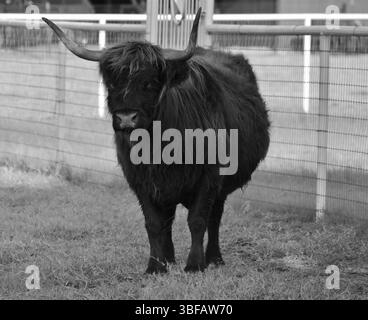Une vache des Highlands debout dans un champ, son long manteau shaggy et ses cornes courbées sont en évidence dans cette image en noir et blanc. Banque D'Images