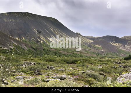 Fleurs de mousse et de petits arbres croissant nordique sur les champs de lave et de pierre en Islande à l'été Banque D'Images