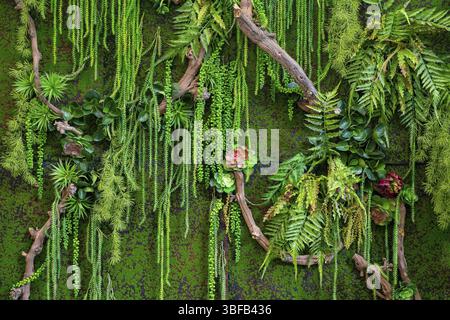 Fond de plantes vertes à partir de plastique. Texture décorative artificielle Banque D'Images
