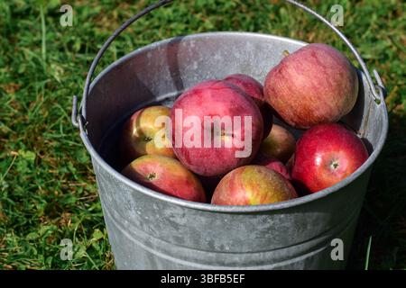 Pommes rouges fraîchement cueillies dans un seau galvanisé Banque D'Images
