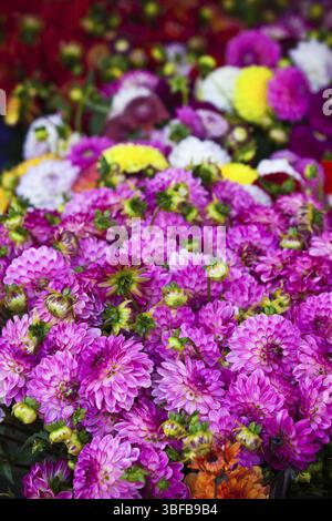 Belles fleurs dahlias rose. Tir vertical avec selective focus Banque D'Images