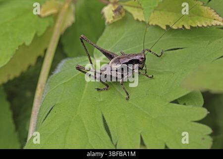 Cricket commun, mâle (PHolidoptera griseoaptera) Banque D'Images