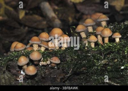 Miel jaune champignon (Armillaria mellea) Banque D'Images